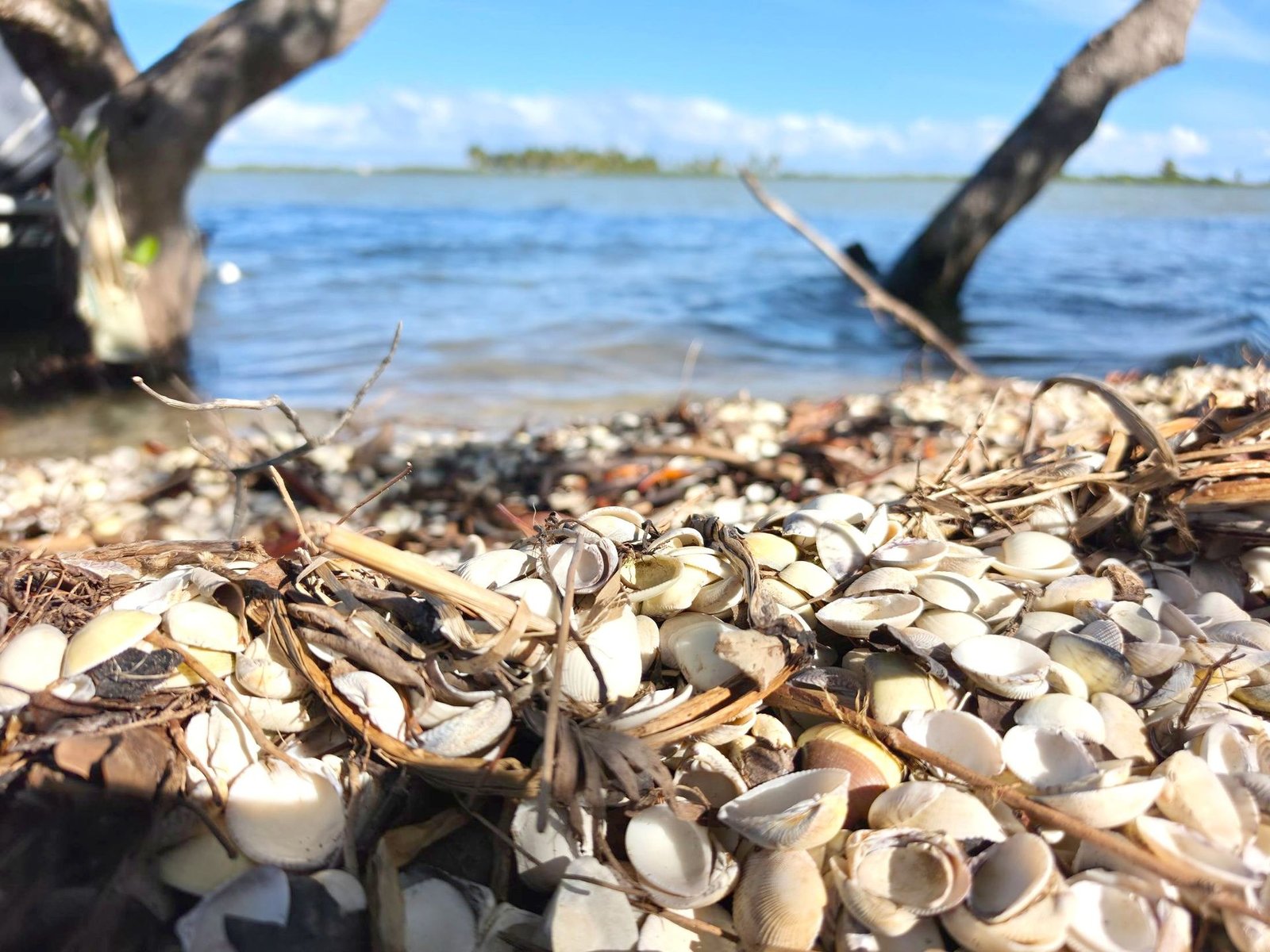 Conchas na areia da Boca da Barra, Pacatuba/SE